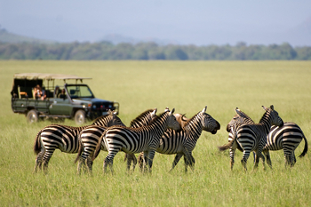 Ol Donyo Lodge: Zebras