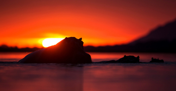 Royal Zambezi Lodge: Hippo bei Sonnenuntergang