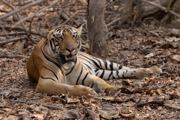 Ruhender Tiger