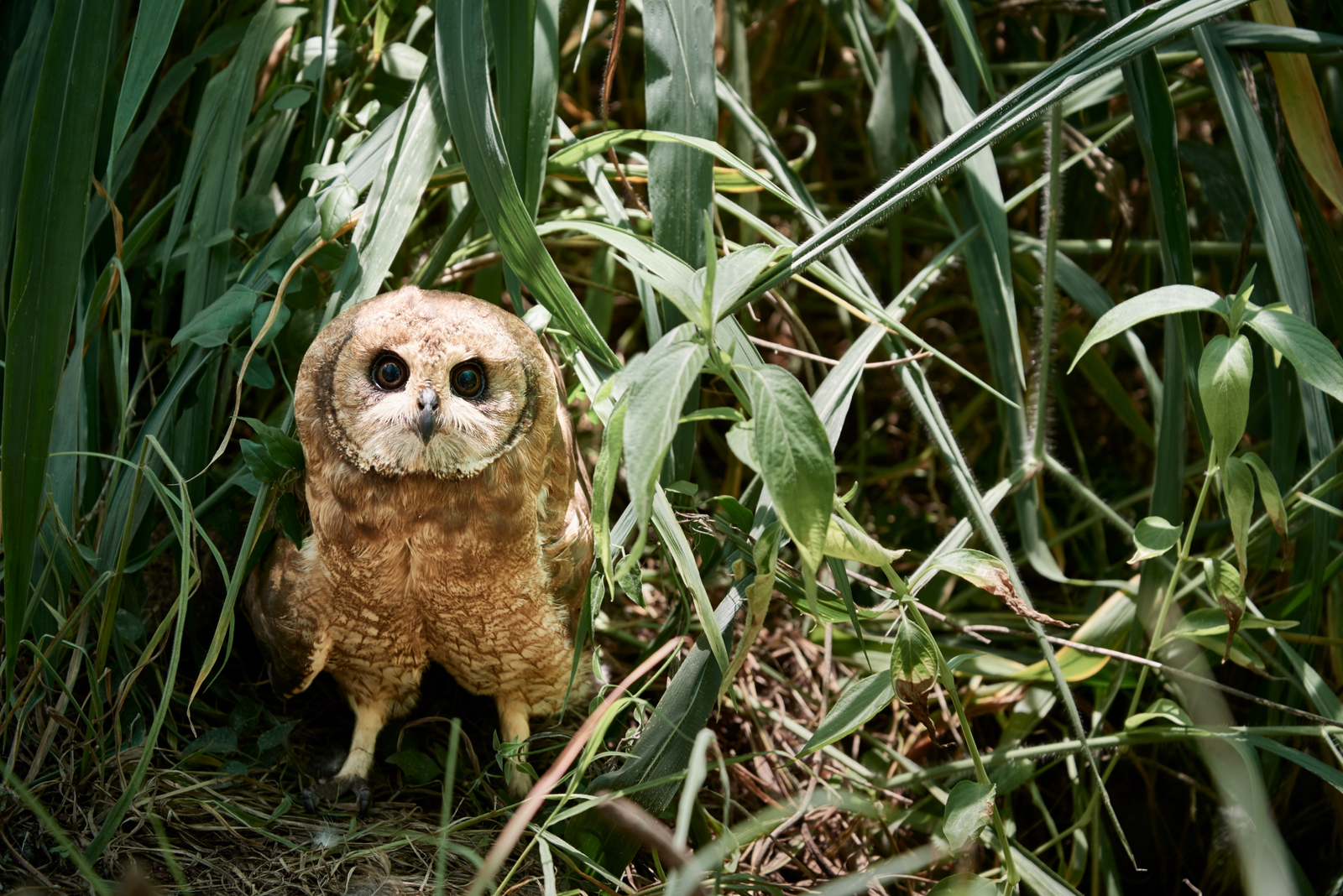 Sanctuary Chobe Chilwero Sanctuary Chobe Chilwero: Erdeule