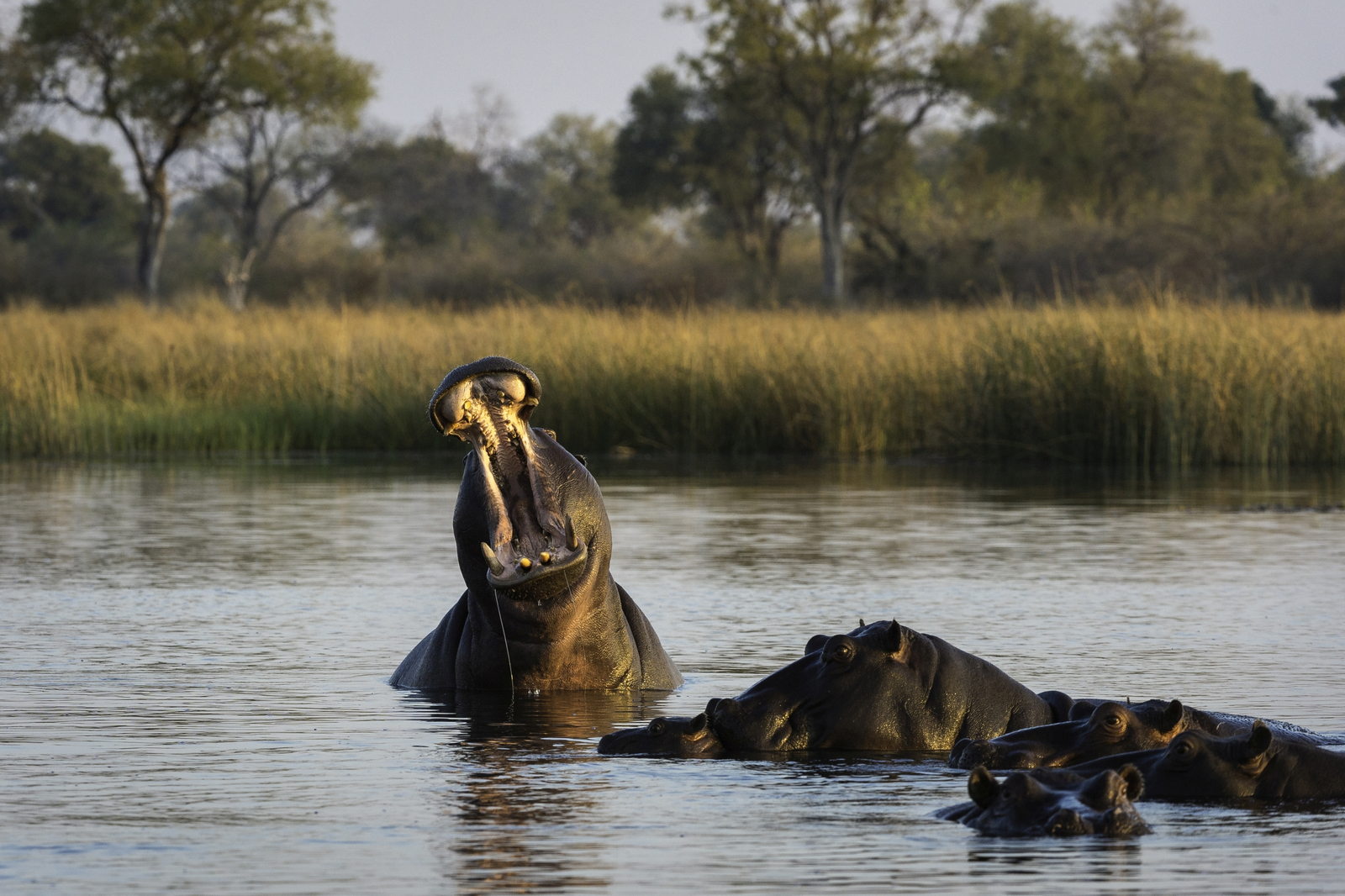 Savuti Camp Savuti Camp: Gähnendes Nilpferd