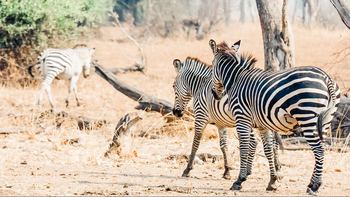 Shawa Luangwa Camp: Zebras
