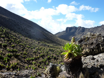 Sirikoi Lodge Sirikoi Lodge: Landschaft am Mount Kenya