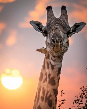 Time + Tide South Luangwa: Giraffenkopf