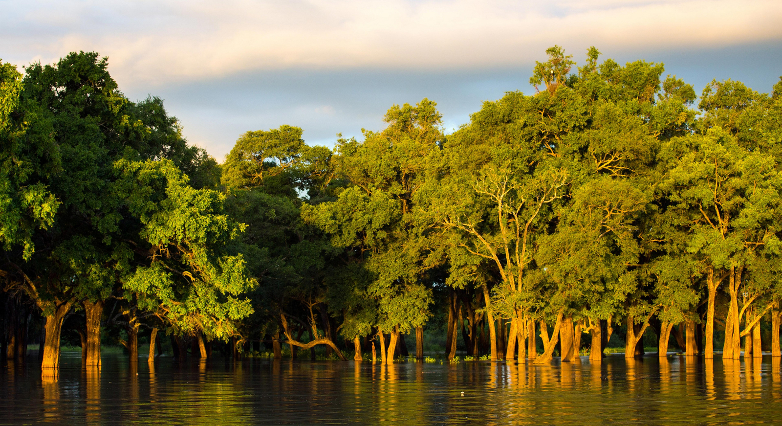 Time + Tide South Luangwa Time + Tide South Luangwa: Versunkener Wald