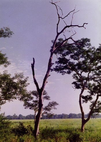 Toter Baum mit Grasland und Wald in Kaziranga
