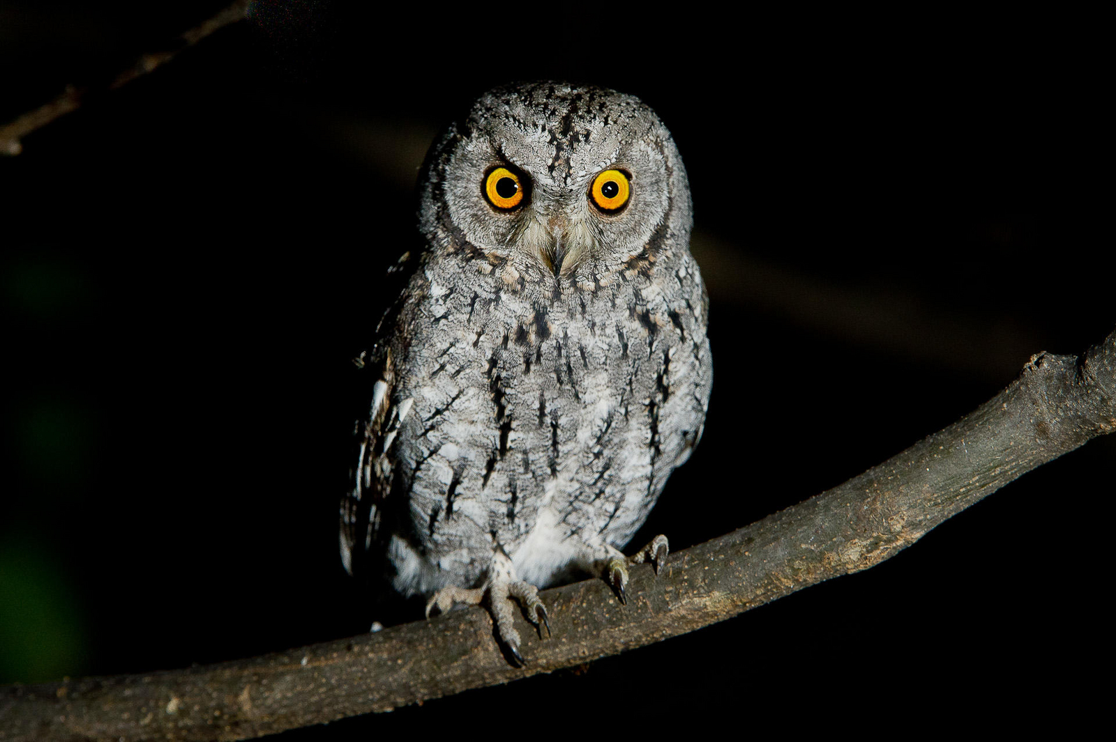 Vumbura Plains Camp Vumbura Plains Camp: Scops Owl
