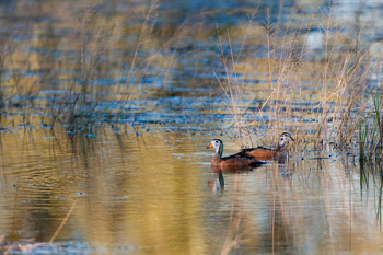 Abu Camp Abu Camp: Zwerggans