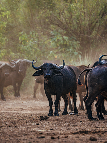 Anabezi Luxury Tented Camp: Büffel