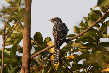 Asiatic Lion Lodge Asiatic Lion Lodge: Asian Koel - weiblich