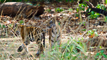Bagh Villas: Junge Tiger