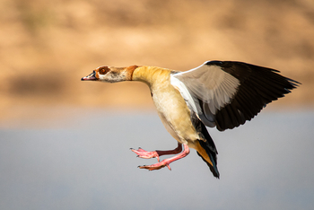 Bushcamp Company: Nilgans vor der Landung