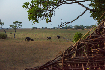 Chisa Busanga Camp Chisa Busanga Camp: Elefanten vor dem Camp