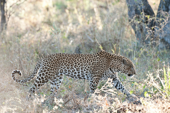 Chitabe Camp: Leopard auf Pirsch