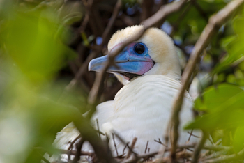 Cosmoledo Eco Camp: Tölpel im Geäst