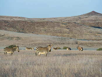 Desert Rhino Camp Desert Rhino Camp: Zebras und Berge