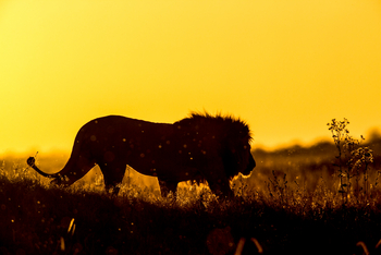 Duba Plains Camp: Löwensilhouette