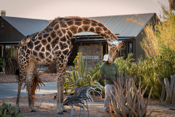 Epako Safari Lodge: Giraffe vor der Lodge