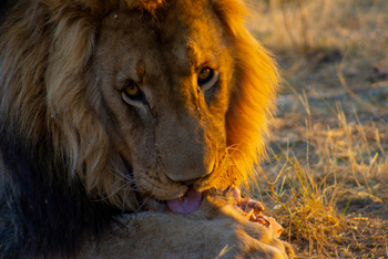 Harnas Guest Farm Harnas Guest Farm: Löwe
