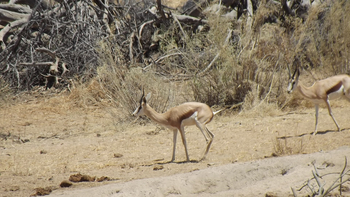 Hobatere Lodge: Springböcke