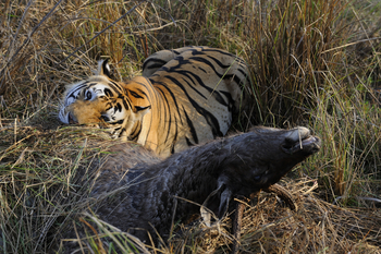 Shergarh Tented Camp: Tiger mit Sambar-Kill