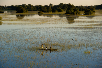 Jacana Camp: Mokoro auf überfluteten Wiesen