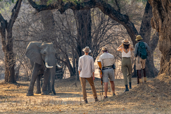 John's Camp John's Camp: Walking Safari