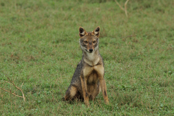 Kaav Safari Lodge: Indischer Wildhund Dhole