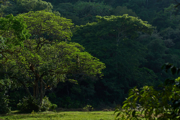 Koroi Forest Camp: Bäume