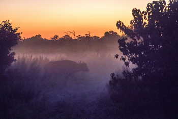 Kwapa Camp: Büffel im Morgendunst