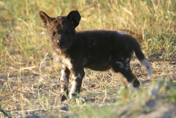 Kwara Camp Kwara Camp: Wildhundwelpe