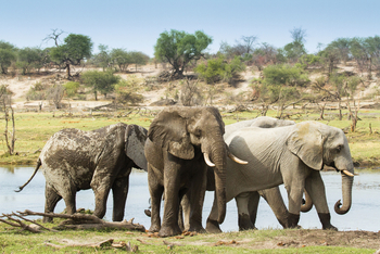 Leroo La Tau Lodge: Elefantengruppe