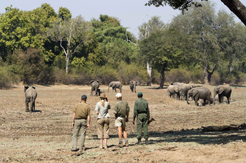 Luangwa Bush Camping Luangwa Bush Camping: Walking Safari