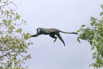 Mahogany Springs Safari Lodge: L'Hoest's Monkey