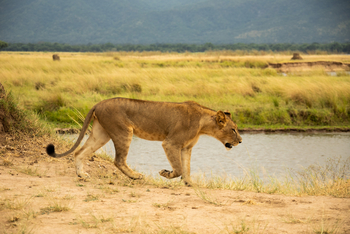 Molori Mashuma: Löwin