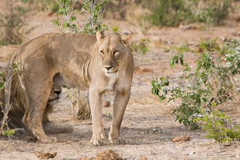 Mushara Game Drive: Löwin