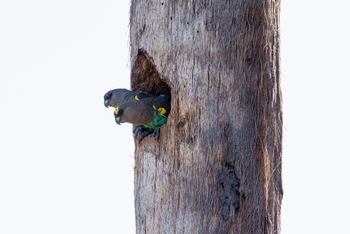 Nata Lodge Nata Lodge: Meyer's Parrots