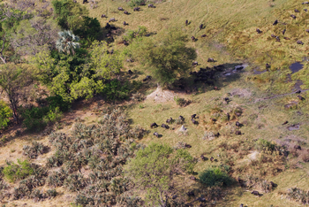 Okuti Camp: Büffel aus der Luft