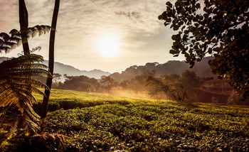 One and Only Nyungwe House: Jungelblick