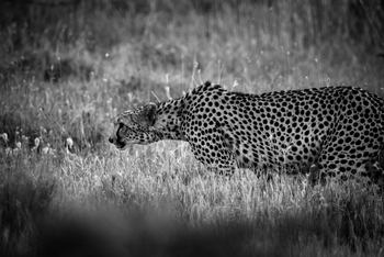 Segera Retreat: Gepard