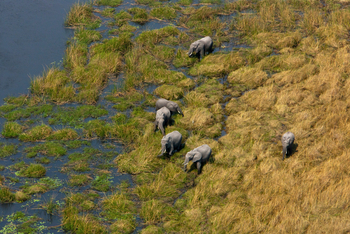 Selinda Explorers Camp Selinda Explorers Camp: Elefanten am Ufer