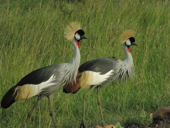 Tarangire Safari Lodge: Kronenkraniche