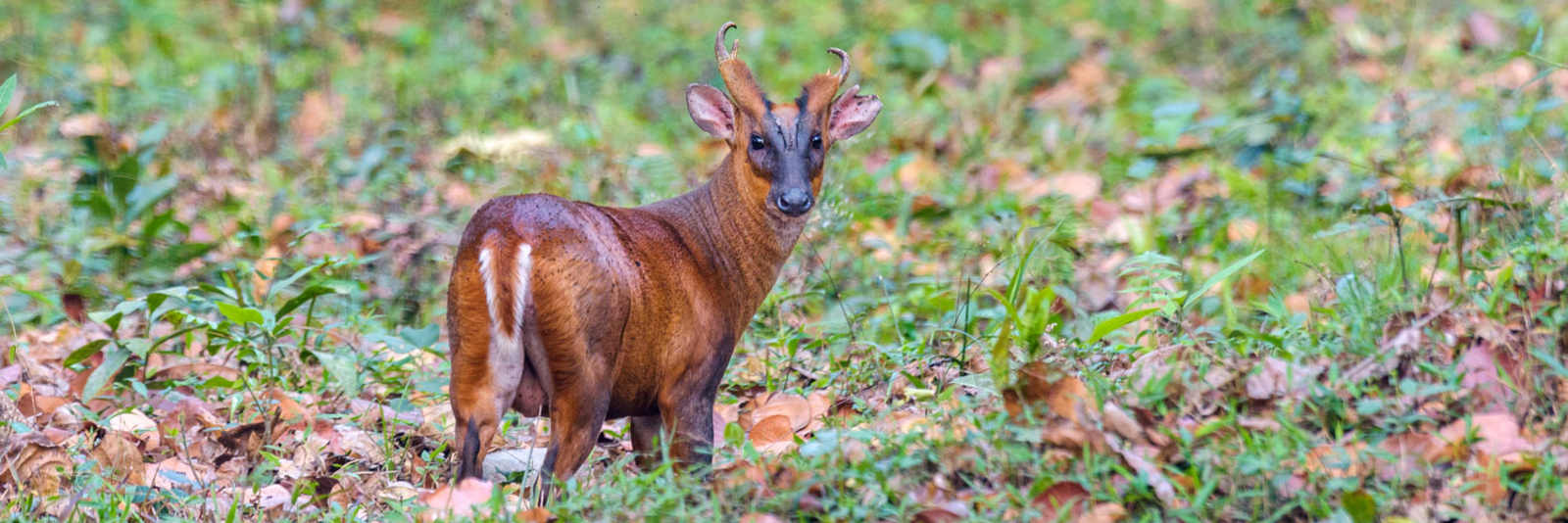 The Riverwood Forest Retreat The Riverwood Forest Retreat: Muntjak