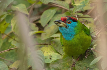 Vanghat: Blue throated Barbet