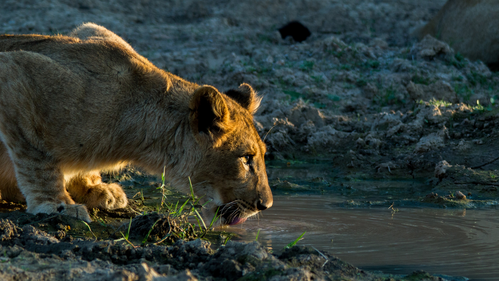 Kwandwe Private Game Reserve Kwandwe Private Game Reserve