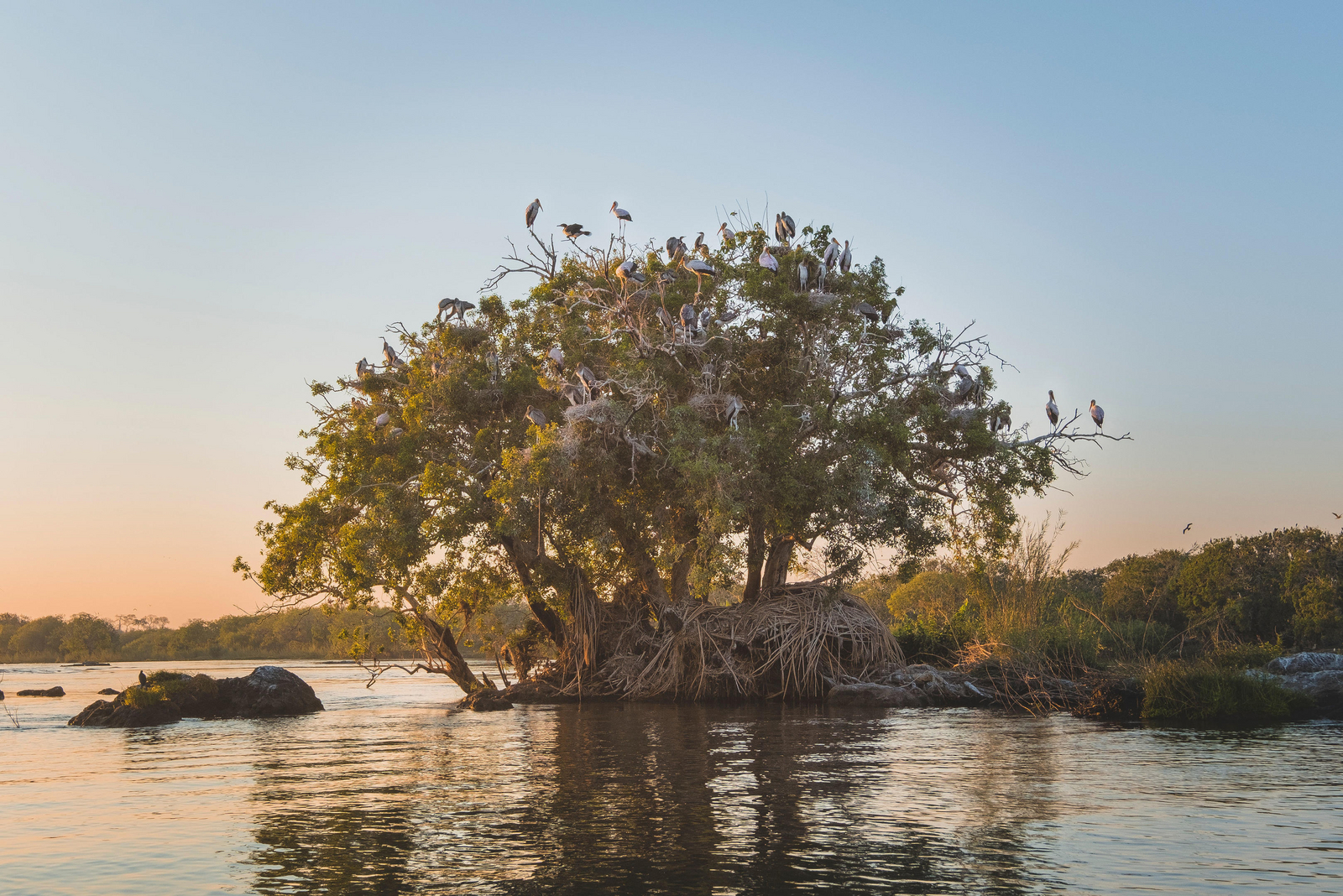 Zambezi Queen Zambezi Queen: Fluss und Landschaft