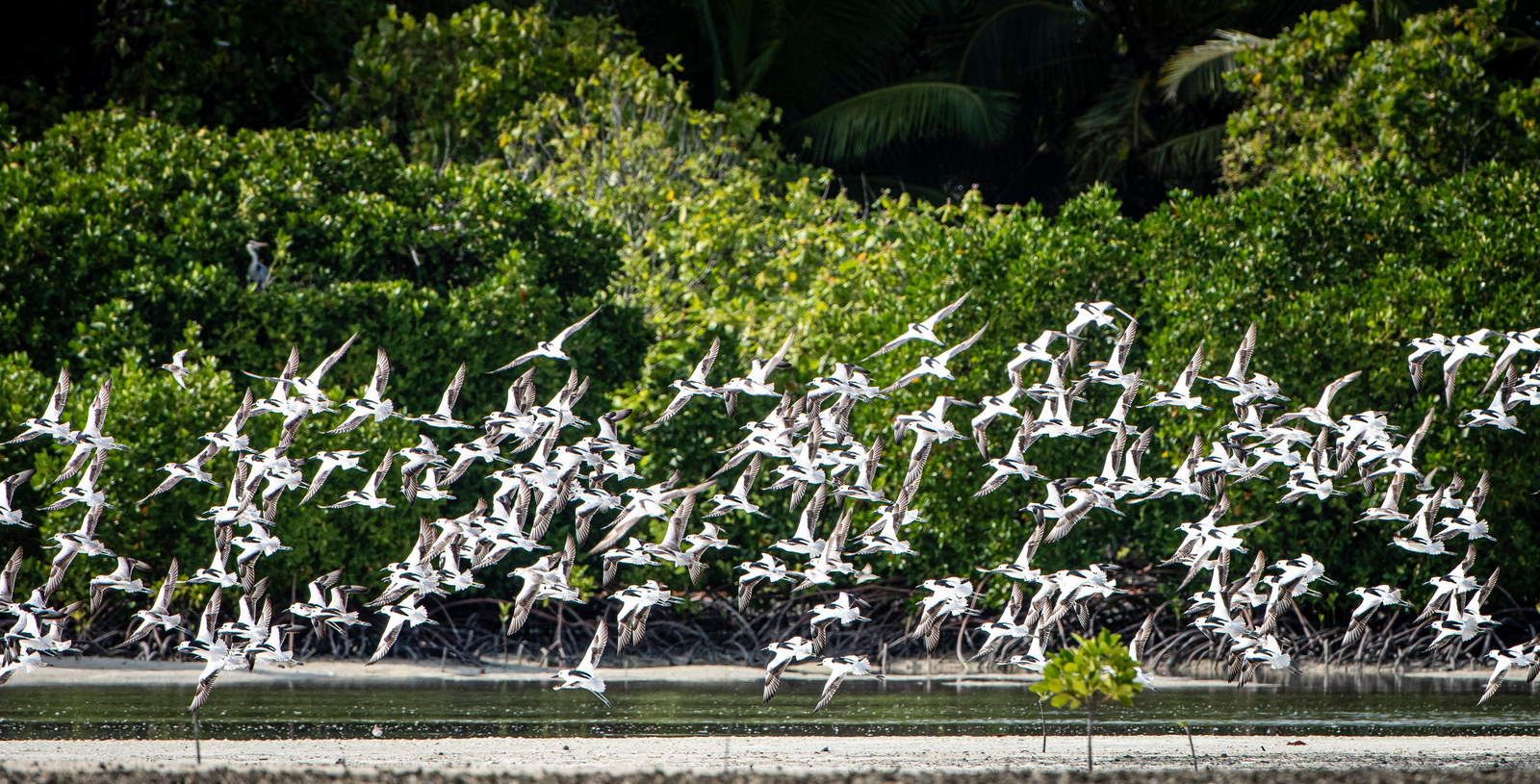 Alphonse Island Lodge Alphonse Island Lodge: Crab Plovers