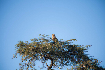 Amalinda Lodge: Adler