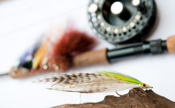 Baines River Camp: Fliege