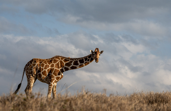 Borana Lodge Borana Lodge: Giraffe mit gesenktem Kopf